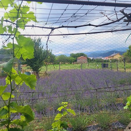 Salvia E Rosmarino - Affittacamere In Liguria فيلانويفا دي ألبينجا المظهر الخارجي الصورة