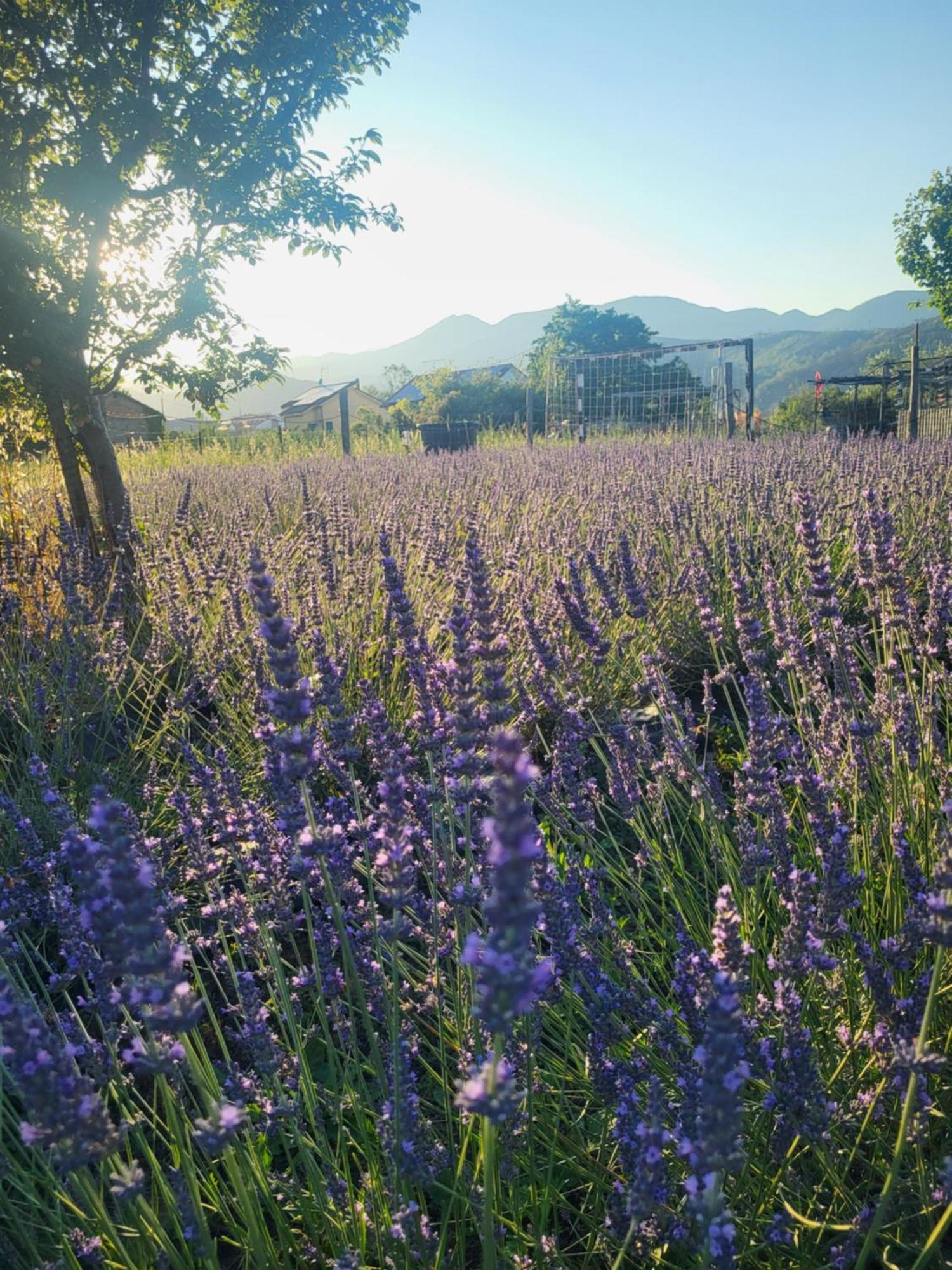 Salvia E Rosmarino - Affittacamere In Liguria فيلانويفا دي ألبينجا المظهر الخارجي الصورة