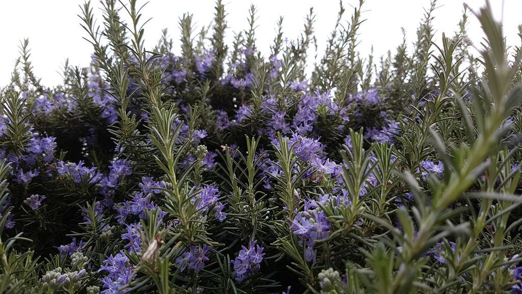 Salvia E Rosmarino - Affittacamere In Liguria فيلانويفا دي ألبينجا المظهر الخارجي الصورة